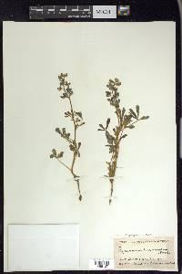 Lupinus subcarnosus image