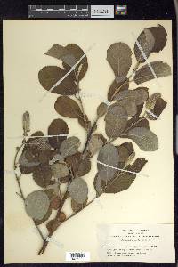 Salix hookeriana image