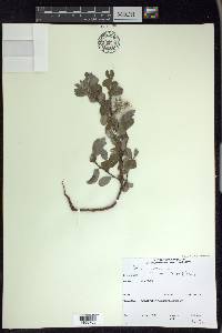 Salix glauca image