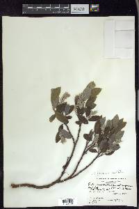 Salix glauca image