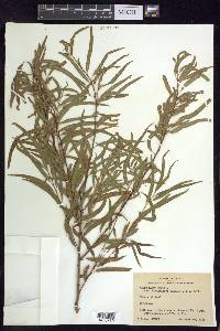 Salix nigra var. lindheimeri image