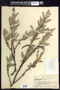 Salix orestera image