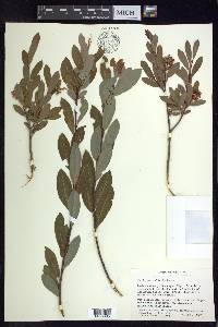 Salix pedicellaris image