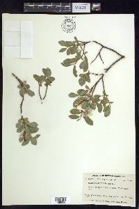 Salix myrtillifolia image