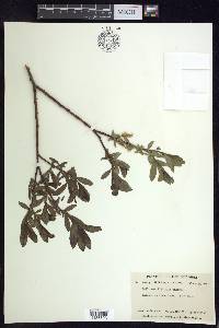 Salix myrtillifolia image
