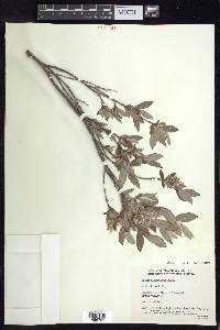 Salix niphoclada image