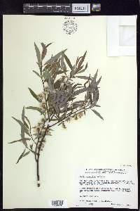 Salix petiolaris image