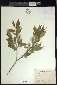 Salix lucida image