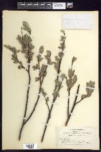 Salix orestera image