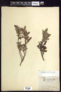 Salix pedicellaris image