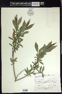 Salix lucida image