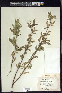 Salix lasiolepis image