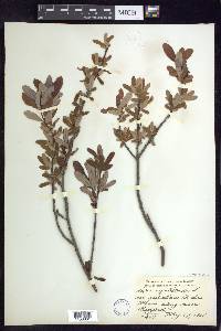 Salix pedicellaris image