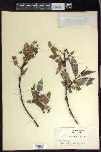 Salix lasiandra image