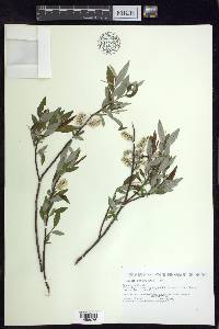 Salix petiolaris image