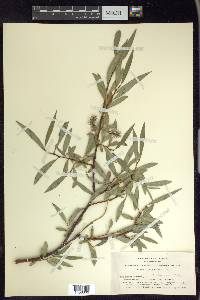 Salix lemmonii image