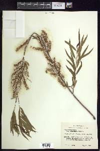 Salix nigra var. lindheimeri image