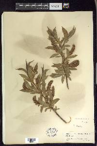 Salix lucida image