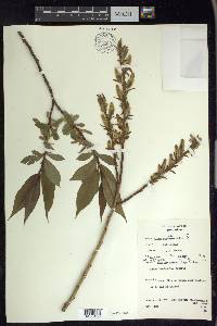 Salix lucida image