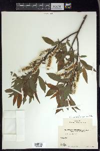 Salix lasiandra var. caudata image