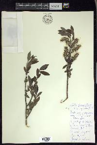 Salix myricoides image