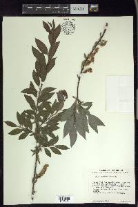 Salix irrorata image