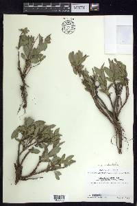 Salix niphoclada image