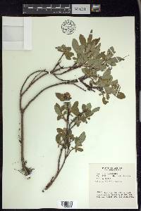 Salix myrtillifolia image