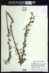 Salix petiolaris image