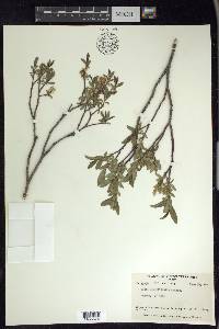 Salix myrtillifolia image