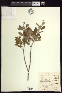 Salix pedicellaris image