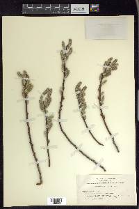 Salix lasiolepis image