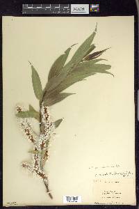 Salix lasiandra image