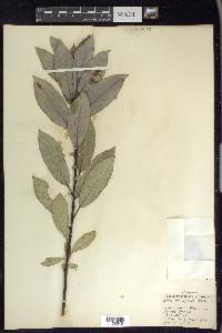 Salix myricoides image