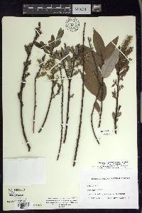 Salix myricoides image