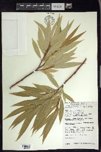 Salix lasiandra image