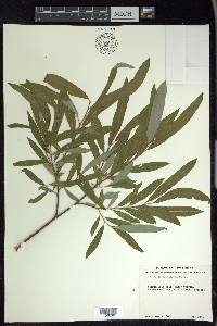 Salix lasiolepis image