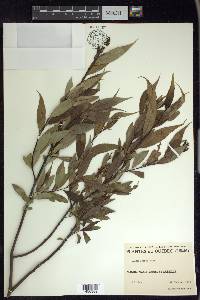 Salix lucida image