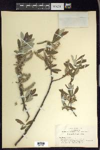 Salix jepsonii image