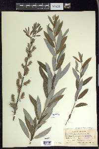 Salix humilis var. tristis image