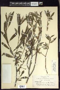 Salix lemmonii image