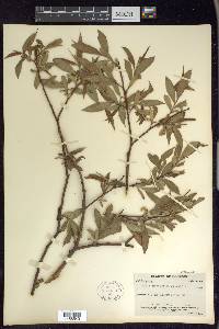 Salix myricoides image