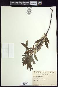 Salix pellita image