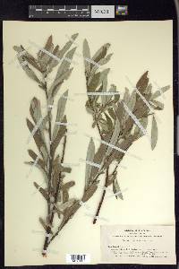 Salix jepsonii image