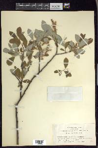 Salix lasiolepis var. bigelovii image