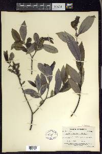 Salix myricoides image