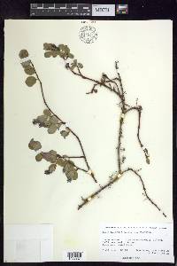 Salix ovalifolia image