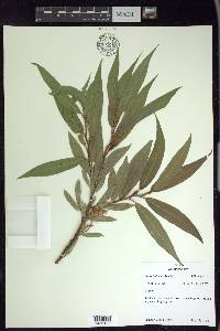 Salix lasiandra image