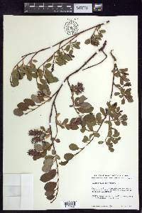 Salix ovalifolia image