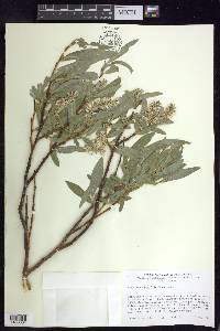 Salix orestera image